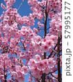 さくら 57995177