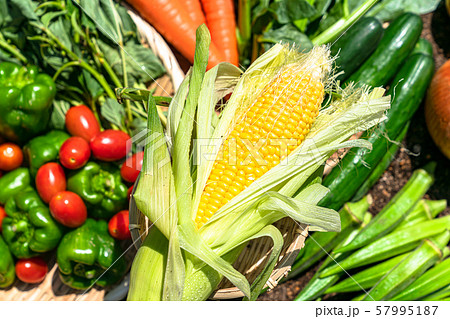トウモロコシ 夏野菜 トウモロコシ 夏野菜 57995187