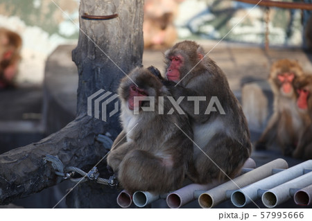 ノミ取り_函館 57995666