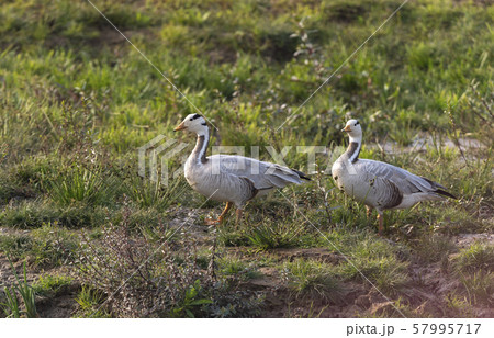 Bar-headed Geese, Anser indicus, Chambal river, Rajasthan, India Bar-headed Geese, Anser indicus, Chambal river, Rajasthan, India 57995717