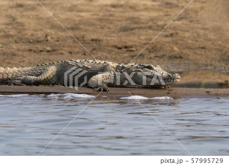 Mugger crocodile, Crocodylus palustris basking on the banks of Chambal river, Rajasthan, India Mugger crocodile, Crocodylus palustris basking on the banks of Chambal river, Rajasthan, India 57995729