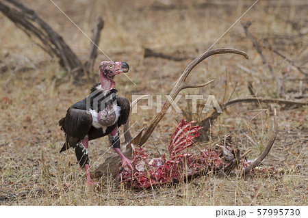 King vulture feeding on deer carcas, Ranthambhore National Park, Rajasthan, India King vulture feeding on deer carcas, Ranthambhore National Park, Rajasthan, India 57995730