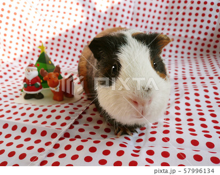 モルモットとクリスマス 57996134