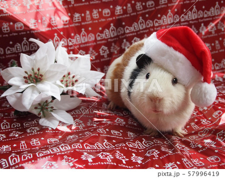 モルモットとクリスマス 57996419