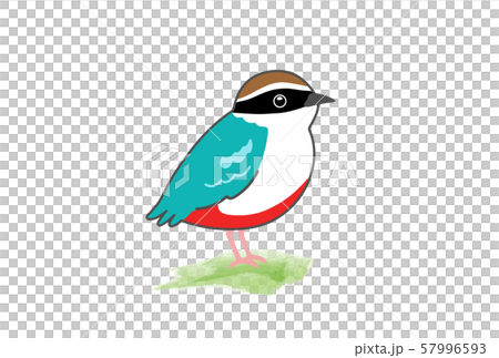 ヤイロチョウ ヤイロチョウ 57996593