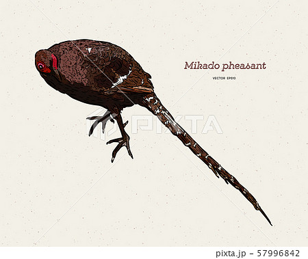 Mikado Pheasant (Syrmaticus mikado), the Mikado Pheasant (Syrmaticus mikado), the 57996842