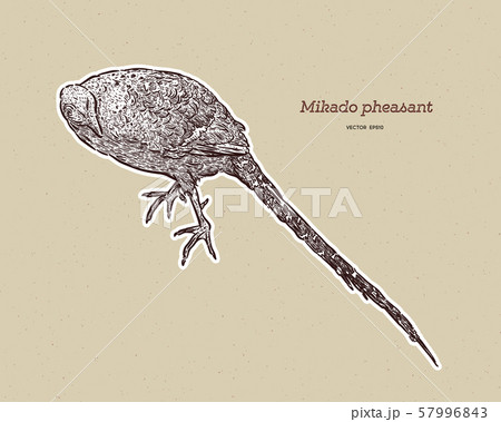 Mikado Pheasant (Syrmaticus mikado), the Mikado Pheasant (Syrmaticus mikado), the 57996843