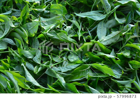 Tea plucking 57996873