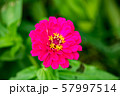 野に咲く赤い花 57997514