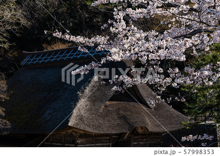 桜の花と茅葺の神社 57998353