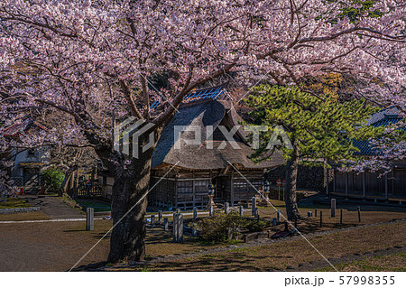 桜の花と茅葺の神社 桜の花と茅葺の神社 57998355