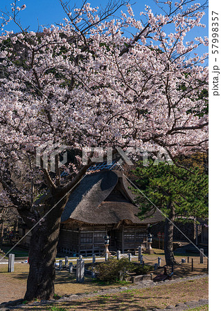 桜の花と茅葺の神社 57998357