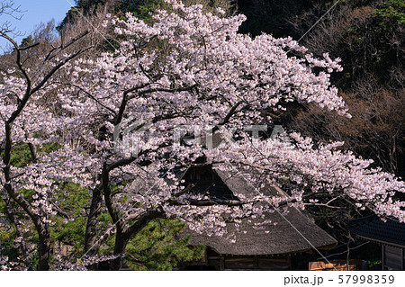桜の花と茅葺の神社 桜の花と茅葺の神社 57998359