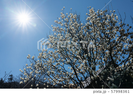 コブシの花と光芒 57998361