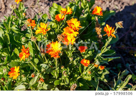 Orange calendula flower in garden 57998506