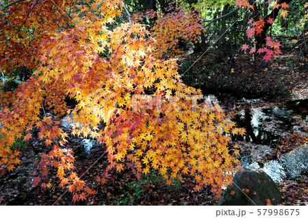 紅葉したもみじ 57998675
