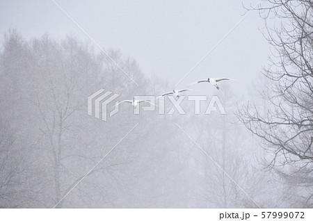 雪が降る給餌場に飛来するタンチョウの群れ（北海道・鶴居） 57999072