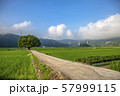 いじめ木 緑 年頭 57999115