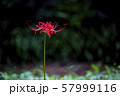 秋の花 コトムルト ナツズイセン 57999116