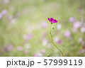 コスモス 秋の花 公園 57999119