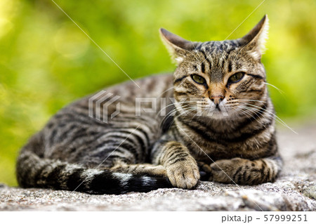gray domestic cat is laying on stone 57999251