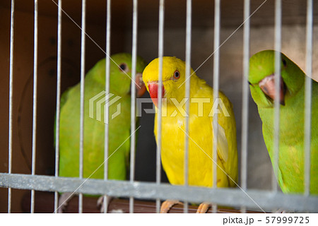 Tropical parrots sit in a cage at poachers in the Tropical parrots sit in a cage at poachers in the 57999725