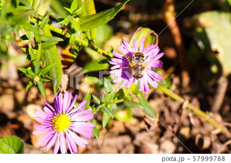 Bumblebee on a pink flower on a natural background 57999788