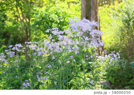 シオンの花 シオンの花 58000350