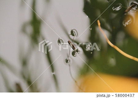 アメンボ 58000437