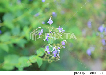 カリガネソウの花 58001324