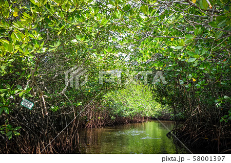 Mangrove in Nusa Lembongan island, Bali, Indonesia 58001397