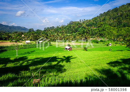 Green paddy fields, Sidemen, Bali, Indonesia Green paddy fields, Sidemen, Bali, Indonesia 58001398