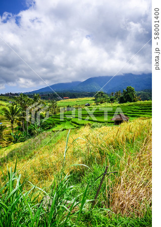 Jatiluwih paddy field rice terraces, Bali, Jatiluwih paddy field rice terraces, Bali, 58001400