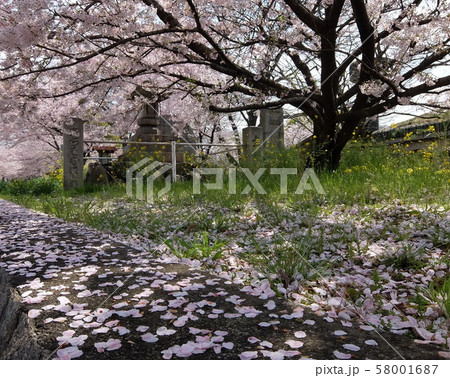 松山市　石手川緑地公園の桜 58001687