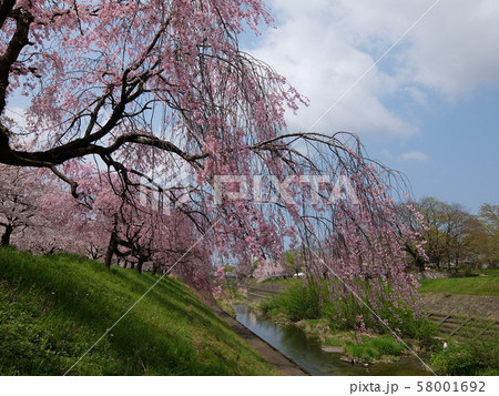 松山市　石手川緑地公園の桜 58001692