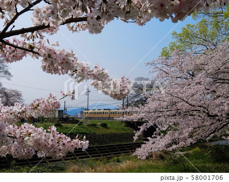 松山市 石手川緑地公園の桜 松山市 石手川緑地公園の桜 58001706