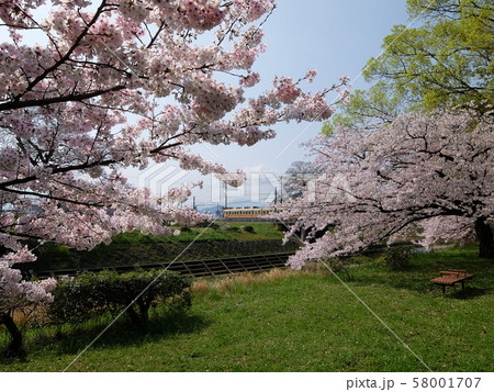 松山市　石手川緑地公園の桜 58001707