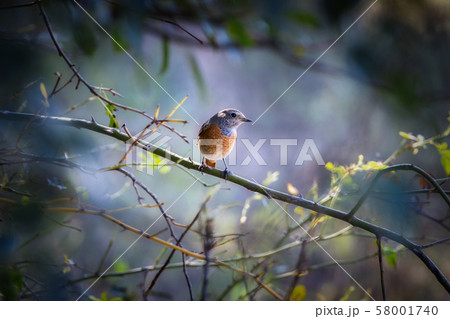 Small blue throat bird on the bush 58001740