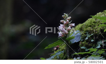 アケボノシュスラン 横方向 アケボノシュスラン 横方向 58002501