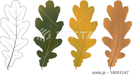 Set of autumn oak leaves. Vector. 58003187