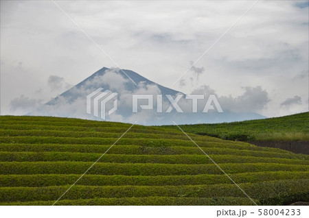 茶畑と富士山 茶畑と富士山 58004233