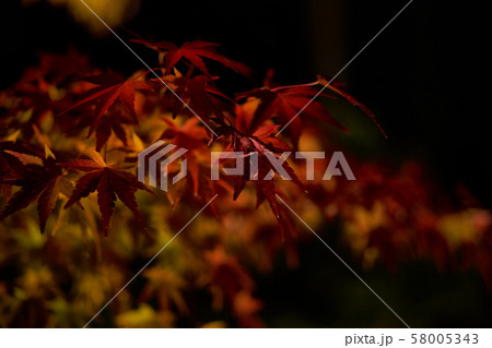好古園　紅葉　夜 58005343