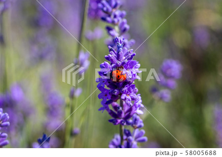 Seven spot ladybird on a lavender plant 58005688