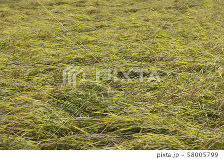 倒れた稲 倒れた稲 58005799