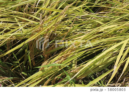 倒れた稲 58005803