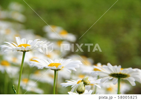白いマーガレットの群生して咲いているところの写真素材