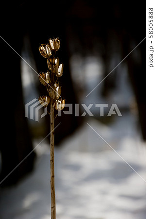 枯れたオオウバユリ 枯れたオオウバユリ 58005888