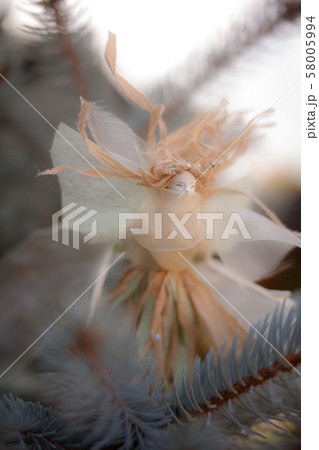 妖精 妖精 58005994