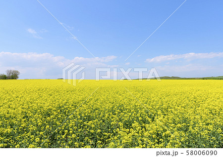 一面の菜の花と青空（北海道 安平） 58006090
