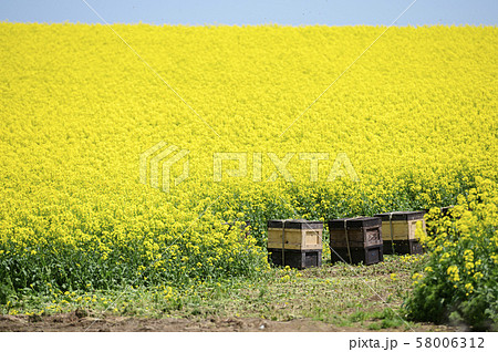 養蜂（蜂の巣箱と菜の花） 58006312